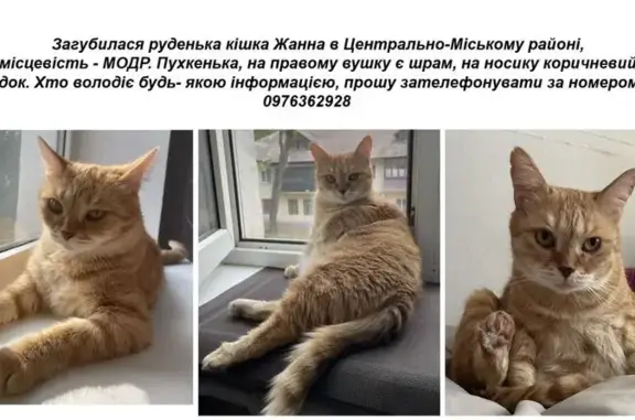 Зникла кішка, Весняна вулиця, Кривий Ріг — дівчинка з коричневим обідком на носі - photo