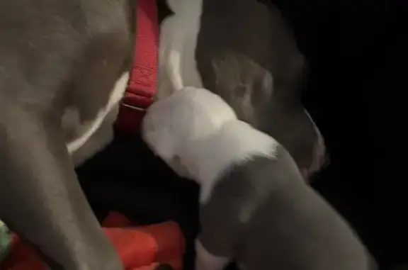 Lost dog, South Phoenix Place, 2112, New Hyde Park — female blue nose pitbull - photo