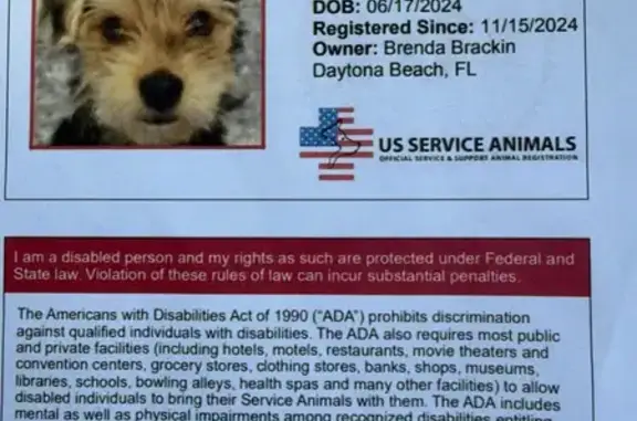 Lost male dog, South Beach Street, 719, Daytona Beach, Port Orange — tri-color - photo
