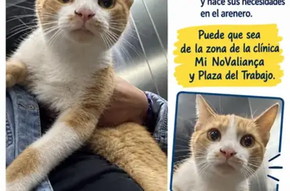 Encontrado gato macho, Carrer...