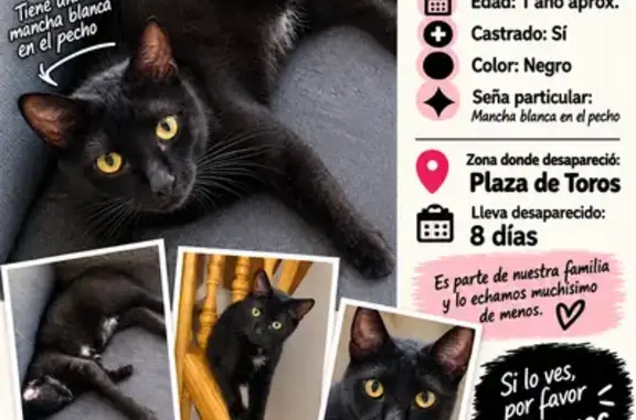 Gato perdido macho, Calle Mariano Fortuny, Parla — mancha blanca en el pecho - photo