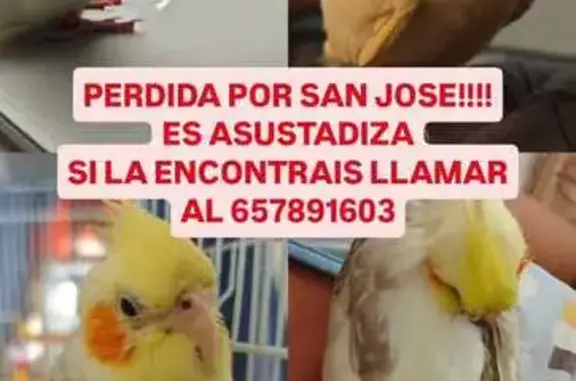 Ave perdida, Paseo de los Rosa...