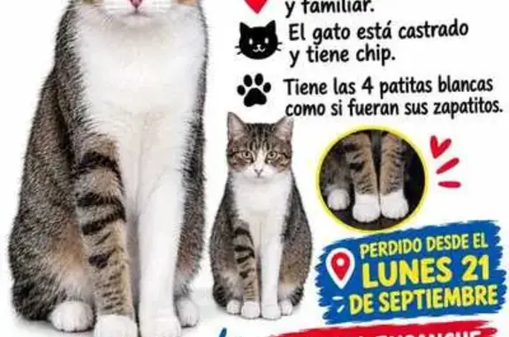 Gato perdido macho, A-2, Alcalá de Henares, Alcala de Henares — muy amoroso - photo