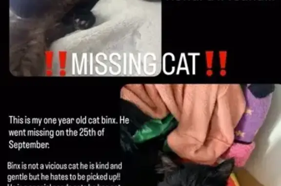 Lost pets Pakenham, photo: Lost male cat, Thomas Street, 17, Cardinia, Pakenham — pure black and affectionate