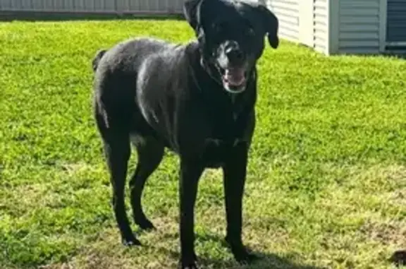 Lost female dog, Appletree Road, 4, Lake Macquarie City Council, Strathfield — timid, red collar - photo