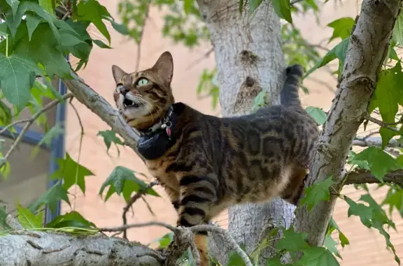 Gato perdido, Passeig del Nord, Olesa de Montserrat, Pozuelo de Alarcon — ojos verdes y collar rojo - photo