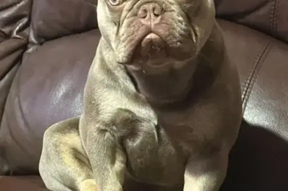 Missing dog Mundijong, photo: Lost female dog, Wright Road, 152, Serpentine-Jarrahdale, Mundijong — French Bulldog