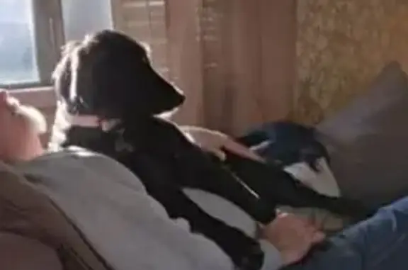 Lost dog, Hollow Road, 564, Killeen — black retriever, pink collar - photo