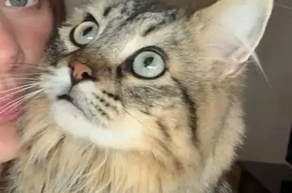 Lost female cat, Maricopa Drive, Ames — brown, tiger-striped tabby - photo