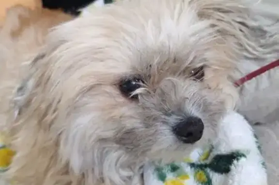 Lost female dog, Williamsburg Drive, 14427, Gulfport — tan long-haired lap dog - photo