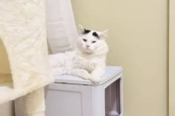 Missing cat North Kellyville, photo: Lost cat, Crown Street, 70, Blacktown, North Kellyville — male with black spots