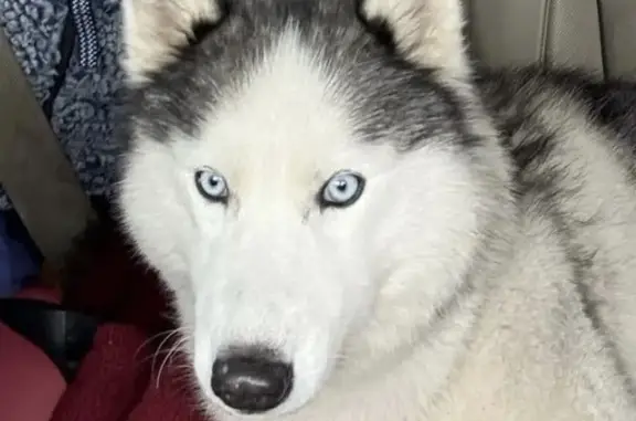 Lost female dog, Windy Ridge Drive, 1597, Wright City — white Siberian husky with icy blue eyes - photo
