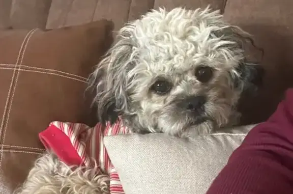 Missing dog Denver, photo: Lost male dog, Crystal Way, Denver — playful, light brown and black