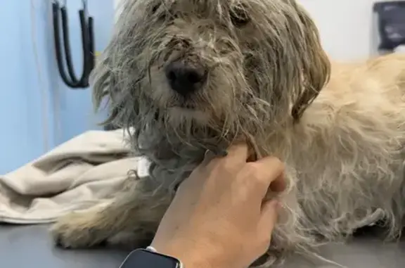 Búsqueda de mascotas, foto: Encontrado perro hembra, Avenida Lomas Anáhuac, 91, Naucalpan de Juárez — collar de piel café