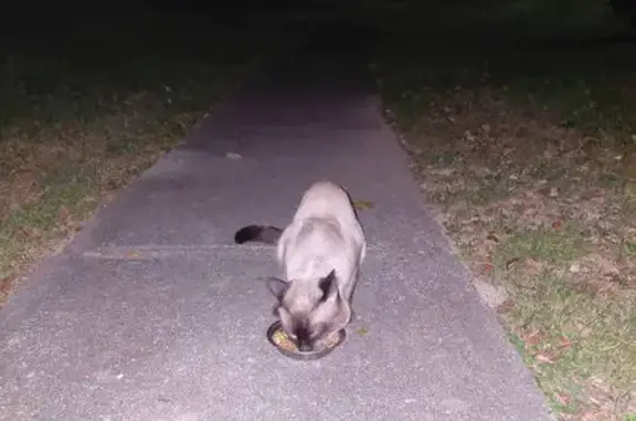 Found male cat, Central Avenue...
