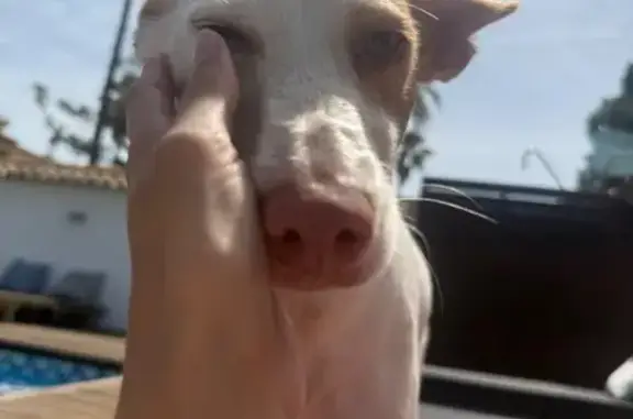 Perro perdido, Partida Miracle, 32, València, Valencia — manchas marrones en el lomo y la cara - photo
