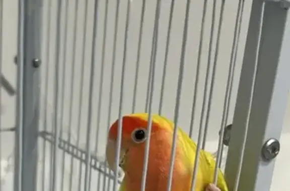 Lost bird, Kogarah, Strathfield — female yellow lovebird with an injured claw - photo