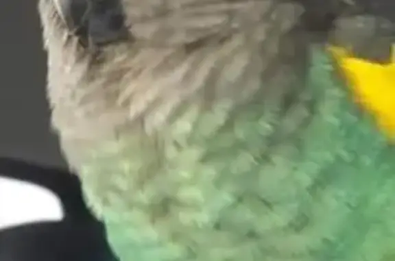 Lost pets San Jose, photo: Lost bird, Orlando Drive, 2268, San Jose — female Myers parrot