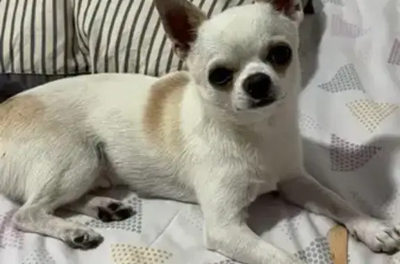 Perro perdido, Los Núñez, 29150, Málaga, España, Madrid — ojo derecho bizco - photo