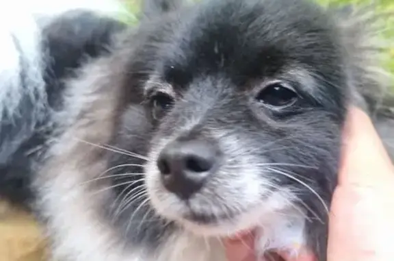 Lost Dog, Elliott Street, Sydney, Burwood – male black and white Pomeranian - photo
