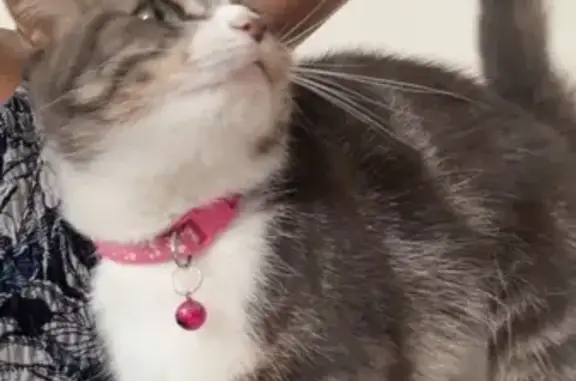 Lost female cat, Ernest Street, England, Carlisle — brown/black tabby and white - photo