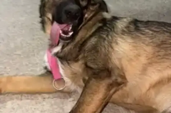 Perro perdido, Villaluenga de...