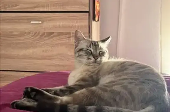 Gato perdido macho, Calle Castilla, 8, Torre-Pacheco — blanco con gris y muy cariñoso - photo