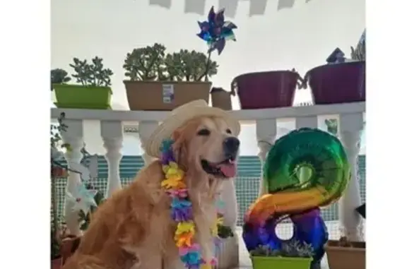 Perro perdido, Benferri, Valencia — golden retriever marrón muy sociable - photo