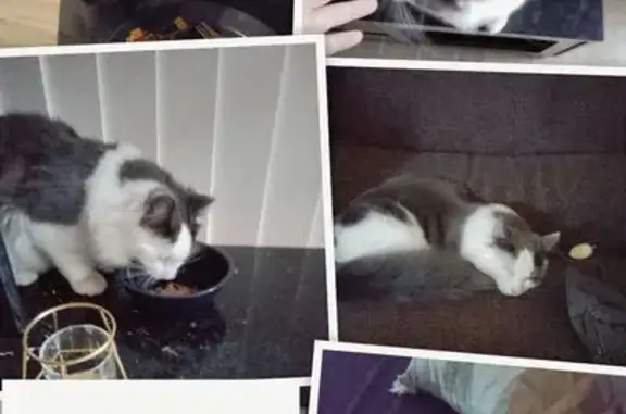 Lost cat, George Street, 249, City of Sydney, Randwick — large male with a fluffy grey tail - photo