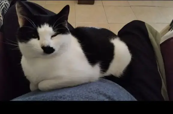 Lost cat, female, Karoo Road, 23, Gqeberha — heart-shaped mark on her nose - photo