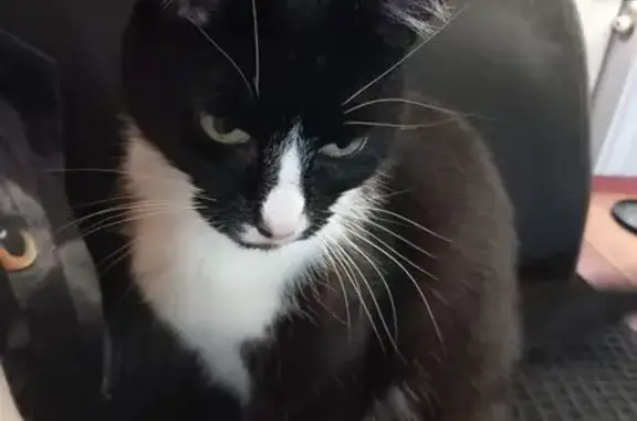 Lost cat, Wordsworth Crescent,...