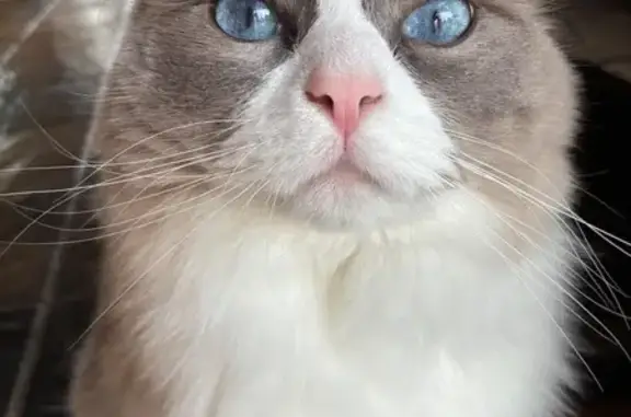 Lost pets Melbourne, photo: Lost cat, male, Barrett Street, 34, Port Phillip — pink nose and white facial stripe