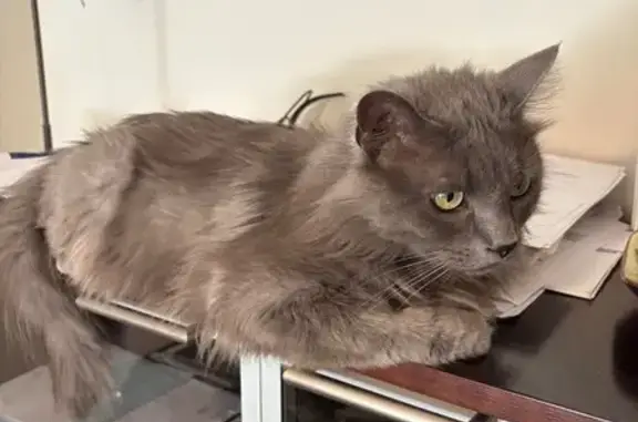Gato perdido, Carrer del Bisbe Galindo, 8, Lleida — raza Nebelung, peludo - photo