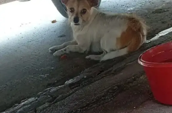 Perros perdidos, Cancun, foto: Perro perdido macho, Calle Ninguno, 852, Cancún — chihuahua blanco con manchas café