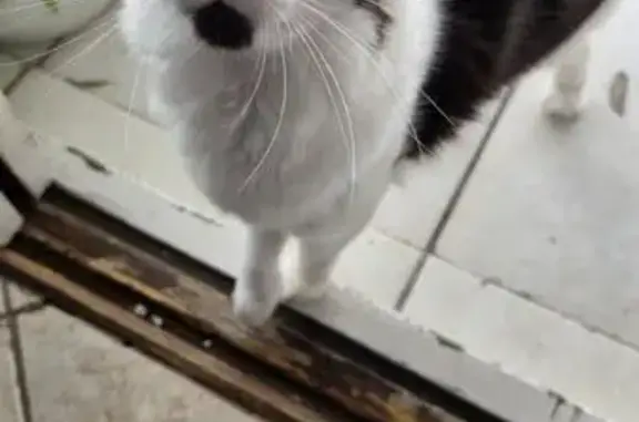 Gato perdido, Avenida Frederic...
