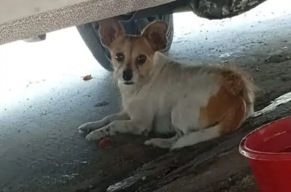 Perro perdido macho, Calle 101...