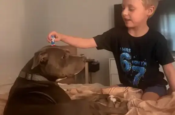 Lost dog, Royce Street, 804, Pensacola — female blue nose pit bull - photo