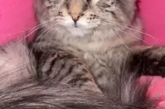 Lost cat, Cranmoor Crescent, Halesowen — male silver tabby Maine Coon - photo