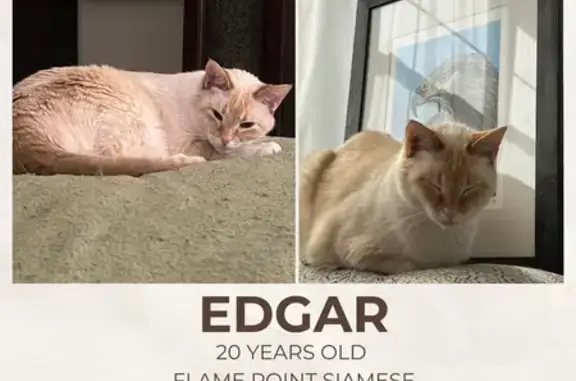 Lost cat, Clifford Avenue, Covington — male flame point Siamese with turquoise eyes - photo