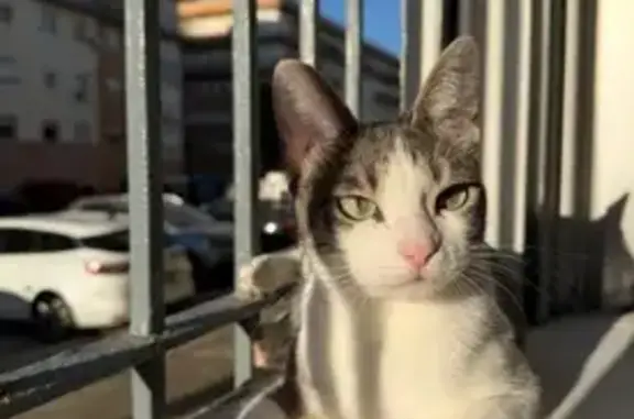 Gato perdido hembra, Avenida de la Bahía, 27, Barriada Río San Pedro, Puerto Real — cicatriz en la pierna derecha - photo
