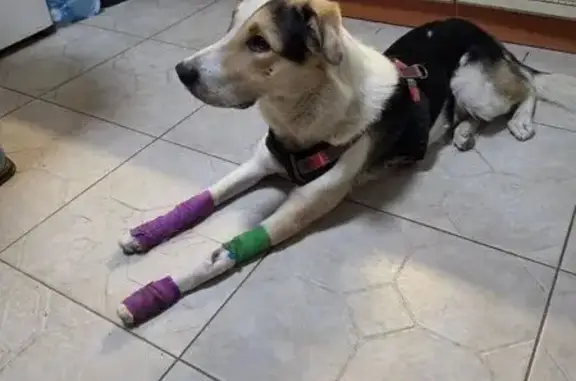 Увага для всіх небайдужих ️ Позавчора був знайдений хлопчик, в районі старого центру. Надали допомогу в клініці, так як був покусаний скоріш за все іншими собаками... Має шлею. Дуже втомлений, схуд, але одужує. Судячи з усього загубився. Хазяї, відгукнітся!!! Або,хто знає чий песик. Він чудовий і заслуговує на поверненя додому. Бровари Район "Старий центр" ( але, можливо, біг з іншого району). ПРОСИМО ПРО МАКСИМАЛЬНИЙ РЕПОСТ! Телефонуйте за номером: 0984772096