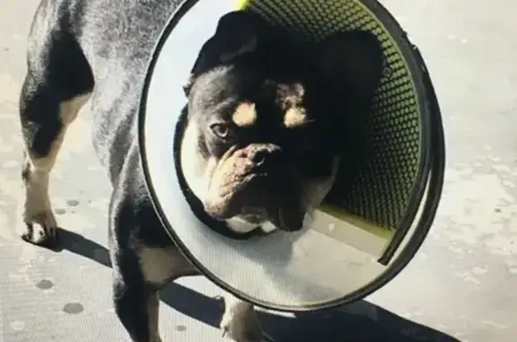Lost dog, West Simpson Avenue, 1819, Fresno — male French bulldog - photo