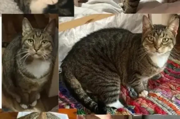 Lost cat, Durban, KwaZulu-Nata...