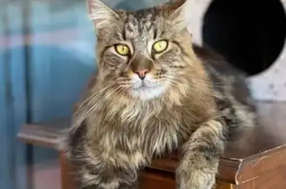 Gato perdido, Calle La Alondra, Fuengirola, Sevilla — Maine Coon macho y de gran tamaño - photo