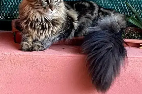 Gato perdido, Calle La Alondra, Fuengirola, Sevilla — Maine Coon macho y de gran tamaño - photo
