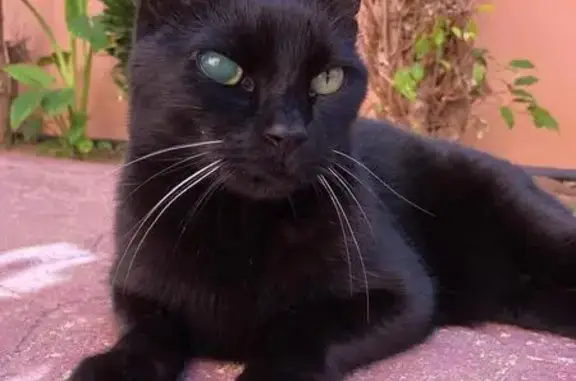 Gato perdido, Avenida Zaragoza, s/n, Santa Pola — catarata en un ojo - photo