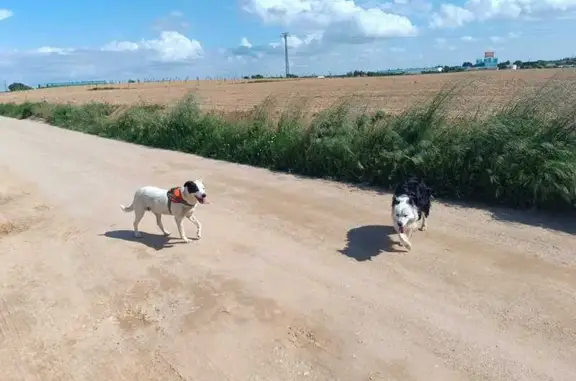Es mansa, huyeron las dos por la tormenta, viven en el campo