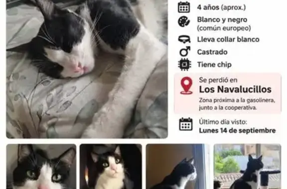 Gato perdido macho, Calle Fraguas, Los Navalucillos, Talavera de la Reina — collar antiparasitario blanco - photo