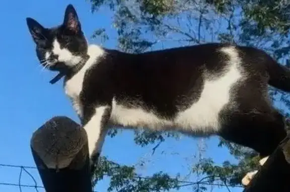 Lost cat, Broadlands Road, Eng...