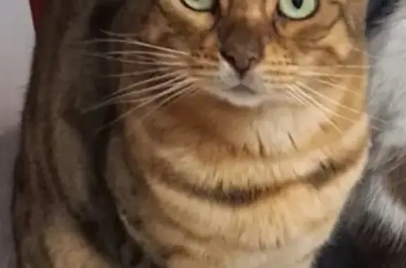 Gato perdido, Avenida María Guerrero, 144, La Línea de la Concepción, La Linea de la Concepcion — macho castrado - photo